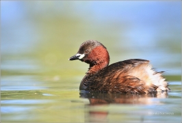 <p>POTÁPKA MALÁ (Tachybaptus ruficollis) /Little grebe – Zwergtaucher/</p>